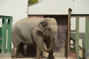 リガ市よりやってきたアジアゾウ「ズゼ」